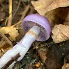 Viscid Violet Cort thumbnail 4