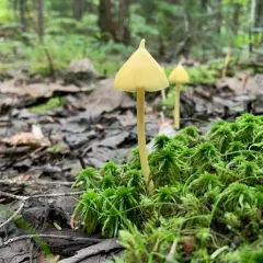 Yellow Unicorn Entoloma thumbnail 2