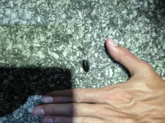 Uhler's Wood Cockroach thumbnail 3