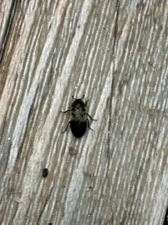 Dermestes reductus thumbnail 4