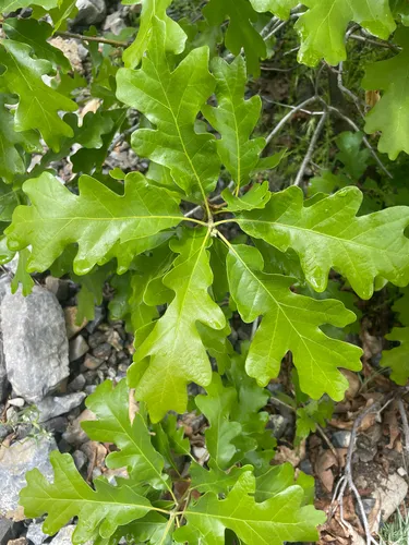 Gambel Oak
