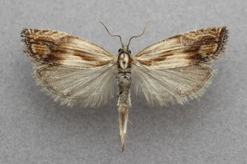 Eucosma awemeana