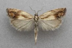 Eucosma awemeana thumbnail 1