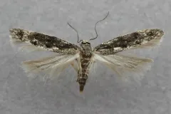 Coleotechnites quercivorella thumbnail 2