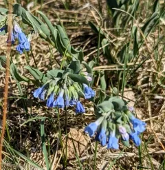 Prairie Bluebells thumbnail 4
