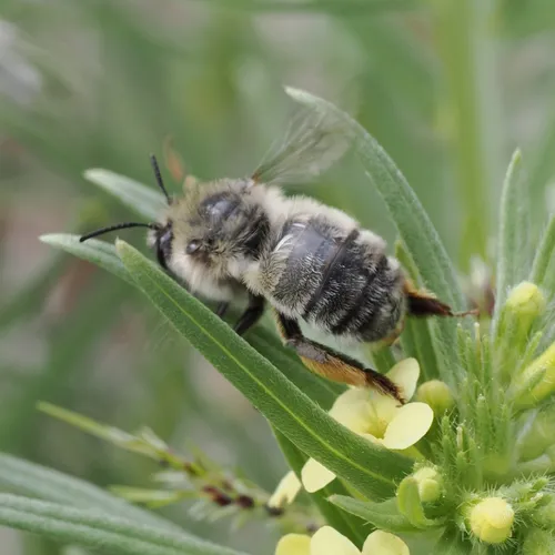 Habropoda cineraria