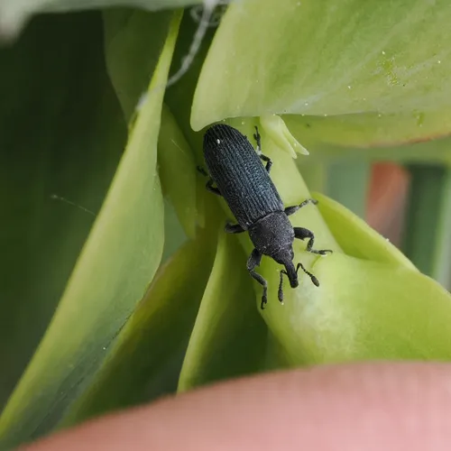 Dalmatian toadflax stem weevil