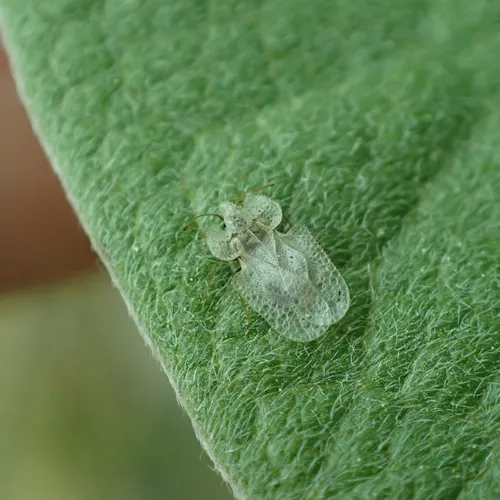Corythucha immaculata