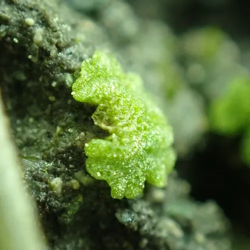 Cavernous Crystalwort