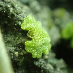 Cavernous Crystalwort thumbnail 1
