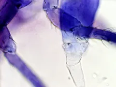 Stenacidia violacea thumbnail 1