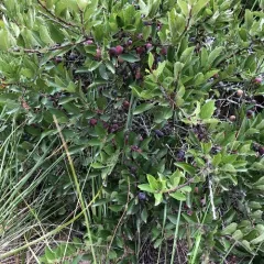 Beach Plum thumbnail 4