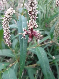 Melanopsichium pennsylvanicum thumbnail 2
