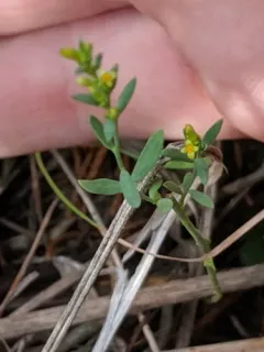 Annual Thymelaea thumbnail 2