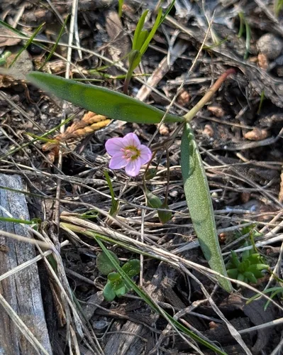 Serpentine Springbeauty