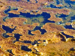 Sulfolobus solfataricus thumbnail 3