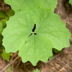 Deer's-foot thumbnail 4