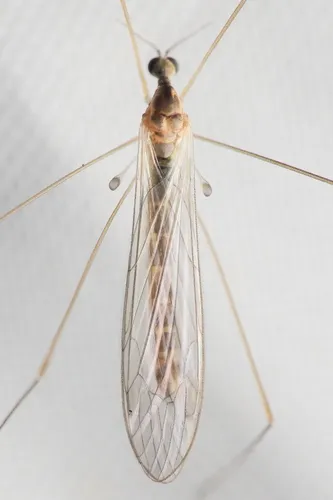 Dicranomyia frontalis