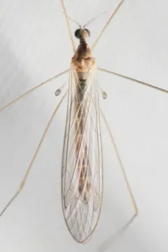 Dicranomyia frontalis thumbnail 1