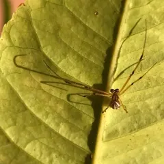 Western Black Widow thumbnail 3