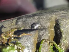 Oreodytes alaskanus thumbnail 4