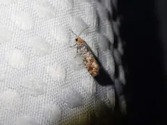 Retinia pallipennis thumbnail 4