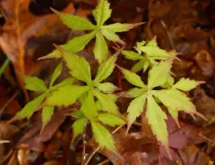 Japanese maple thumbnail 3