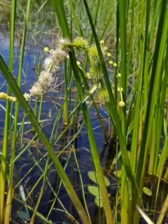 Branching Bur-reed thumbnail 4
