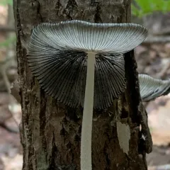hare's foot inkcap thumbnail 3