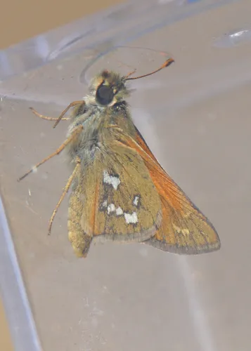 Columbian Skipper