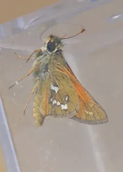 Columbian Skipper thumbnail 1