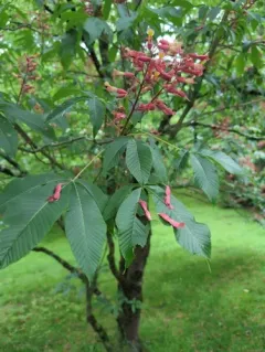 Red Buckeye thumbnail 3