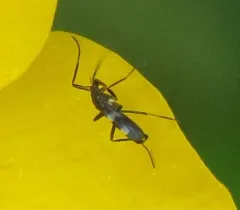 Chasmatonotus bimaculatus thumbnail 3