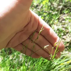 brome-like sedge thumbnail 4