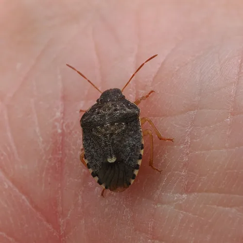 Holcostethus abbreviatus