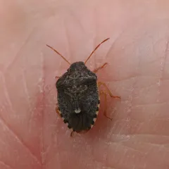 Holcostethus abbreviatus thumbnail 1