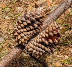 knobcone pine thumbnail 3