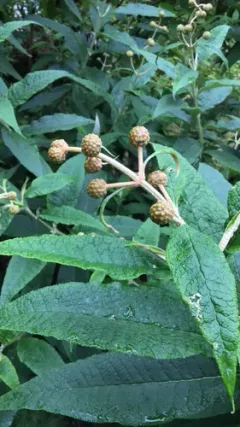 Orange-ball tree thumbnail 2