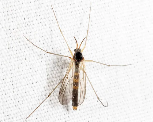 Ditomyia potomaca