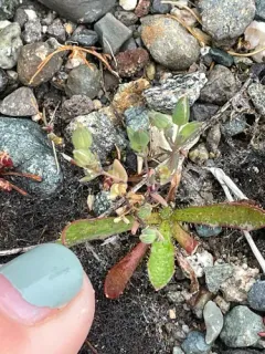 annual sandwort thumbnail 2