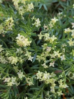 Yolla Bolly Bedstraw thumbnail 4
