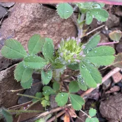 small-headed clover thumbnail 2