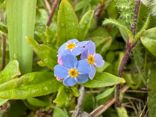 Alpine forget-me-not