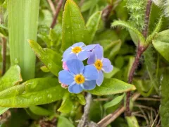 Alpine forget-me-not thumbnail 1