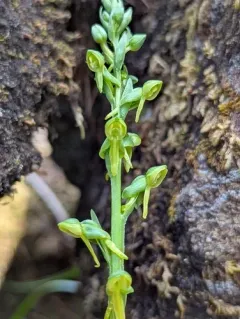 sparse-flowered bog orchid thumbnail 3