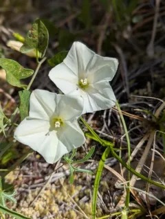 Western morning glory thumbnail 2