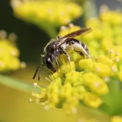 Golden-Alexanders Mining Bee thumbnail 4