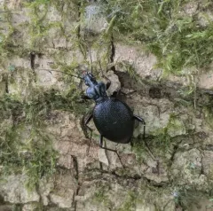 Margined Snail-eating Beetle thumbnail 4