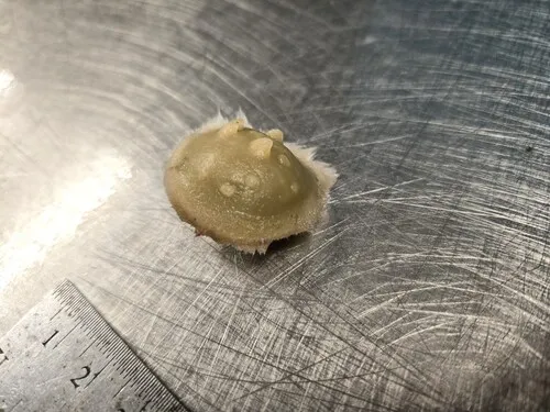 Hemispherical Round Sponge