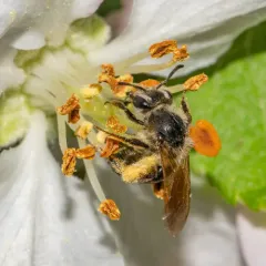 Miserable Mining Bee thumbnail 3